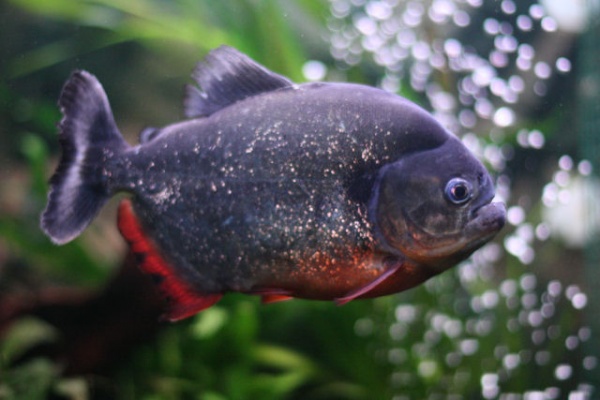 I HAVE PET PIRANHAS, NO MORE VACATIONS FOR ME???