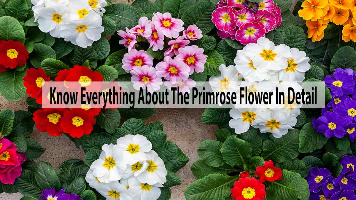 Know Everything About The Primrose Flower In Detail