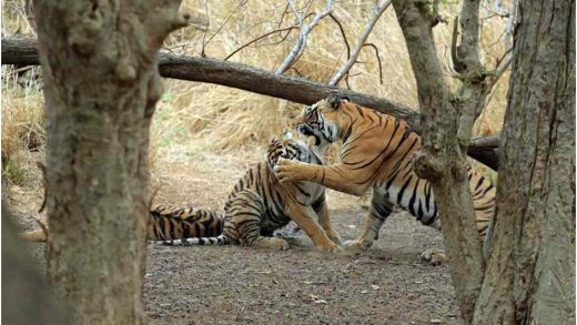 Tigress-Arrowhead-with-her-cubs-in-Ranthambore-Zone-2