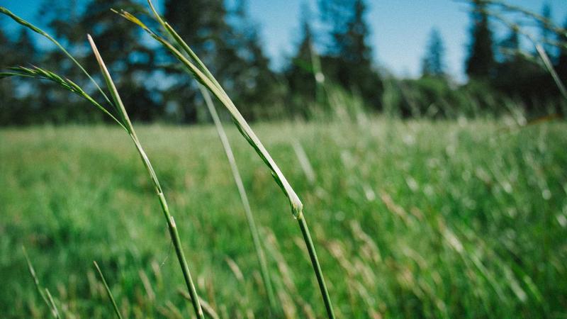 Offer Right Wild Bird Feed To Your Beautiful Backyard Visitors