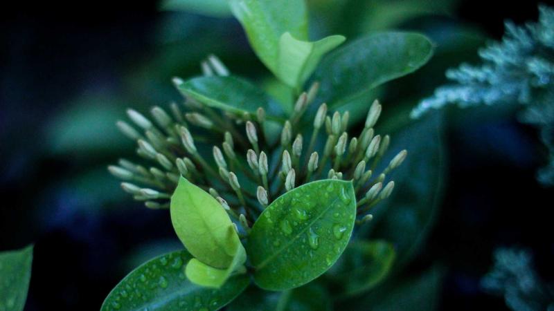 Vitamin and Mineral Facts Are Essential